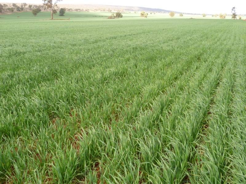 Kurrajong Park, Goolgowi NSW 2652