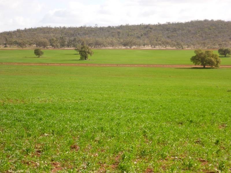 Kurrajong Park, Goolgowi NSW 2652