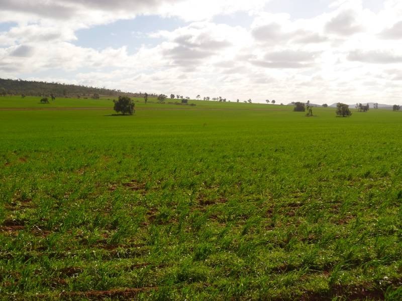 Kurrajong Park, Goolgowi NSW 2652