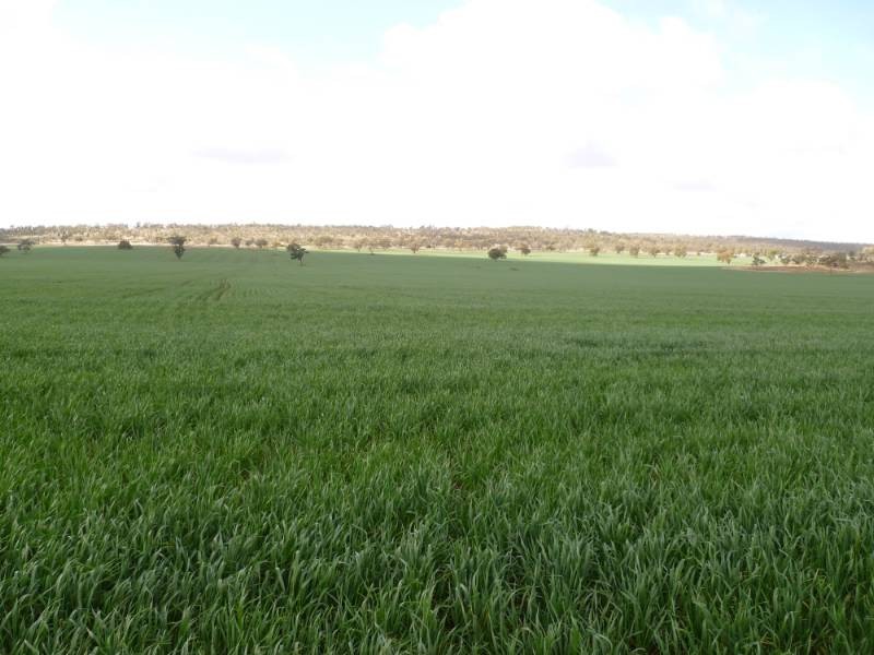 Kurrajong Park, Goolgowi NSW 2652