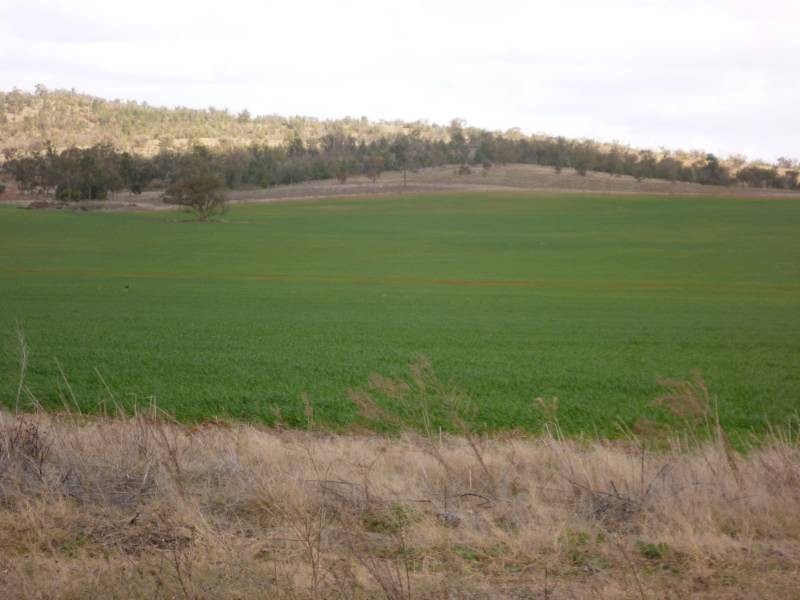 Kurrajong Park, Goolgowi NSW 2652