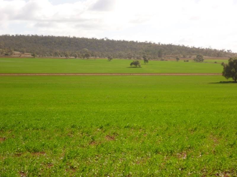 Kurrajong Park, Goolgowi NSW 2652