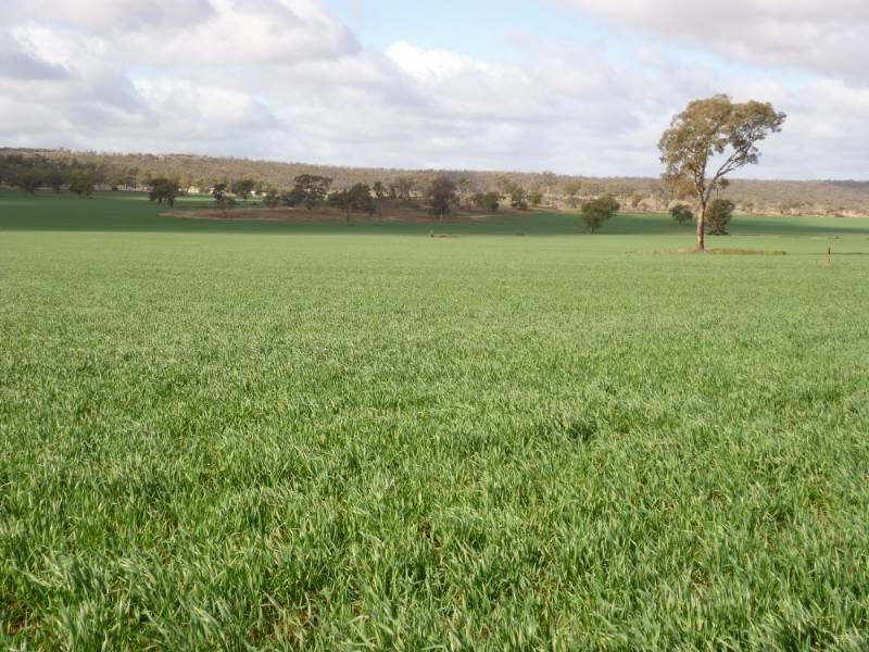 Kurrajong Park, Goolgowi NSW 2652