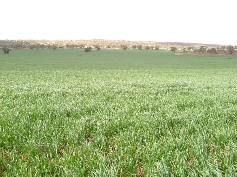 Kurrajong Park, Goolgowi NSW 2652