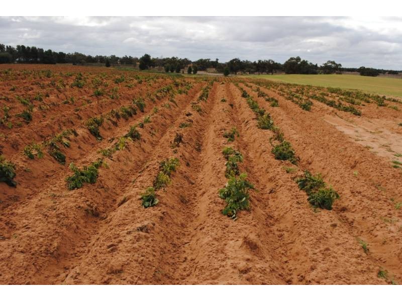 Farm 54 Dossetor Road, Benerembah NSW 2680