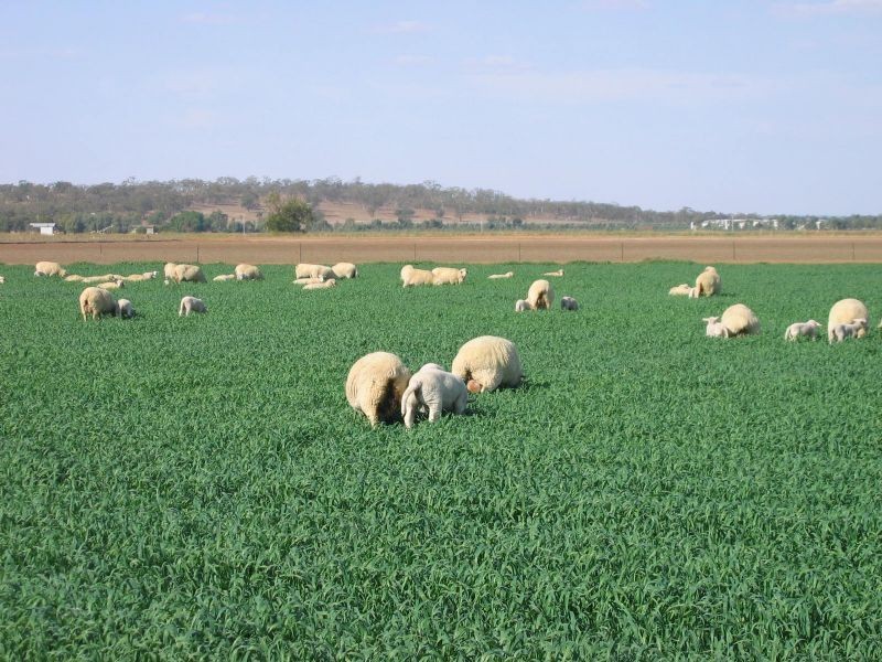 Farm 3 Coghlan Road, Widgelli NSW 2680