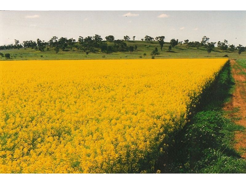 Farm 3 Coghlan Road, Widgelli NSW 2680