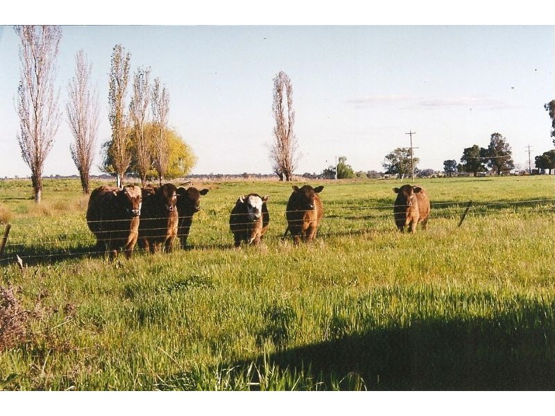 Farm 3 Coghlan Road, Widgelli NSW 2680