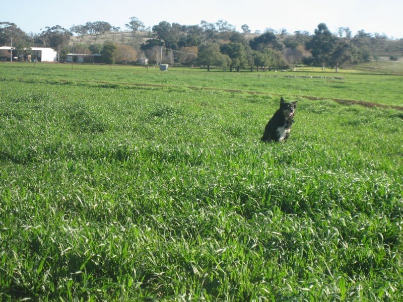 Farm 3 Coghlan Road, Widgelli NSW 2680