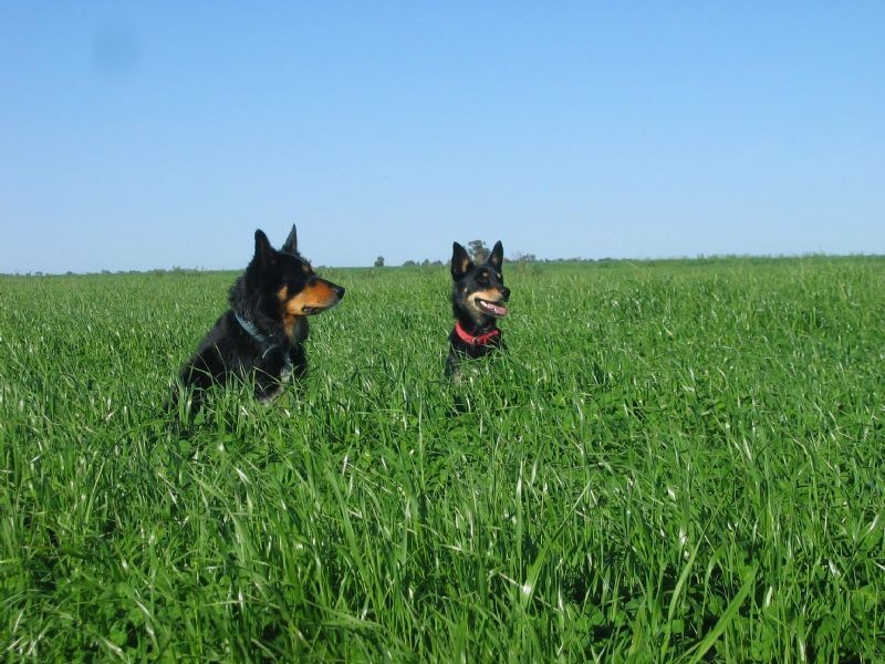 Farm 3 Coghlan Road, Widgelli NSW 2680