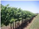 Farm 2588 Frank Stephens Road, Bilbul NSW 2680