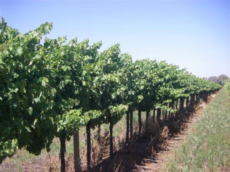 Farm 2588 Frank Stephens Road, Bilbul NSW 2680