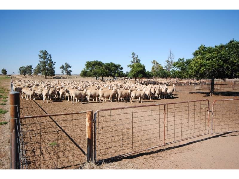 “Koonwarra” Sturt Highway, Darlington Point NSW 2706