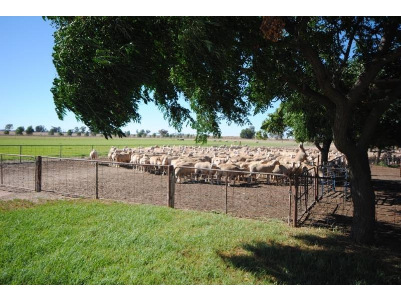 “Koonwarra” Sturt Highway, Darlington Point NSW 2706