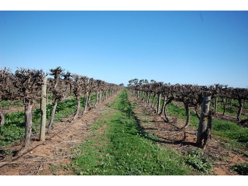 Farm 415 Yenda Road, Yenda NSW 2681