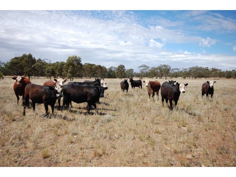 Back Hillston Road, Tabbita NSW 2652
