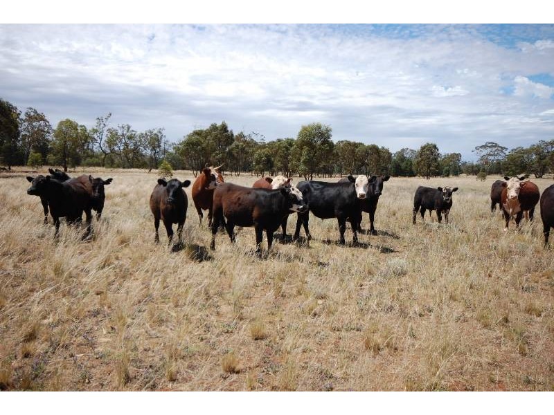 Back Hillston Road, Tabbita NSW 2652