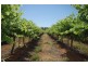 Farm 1773 Thompson Road, Stanbridge NSW 2705