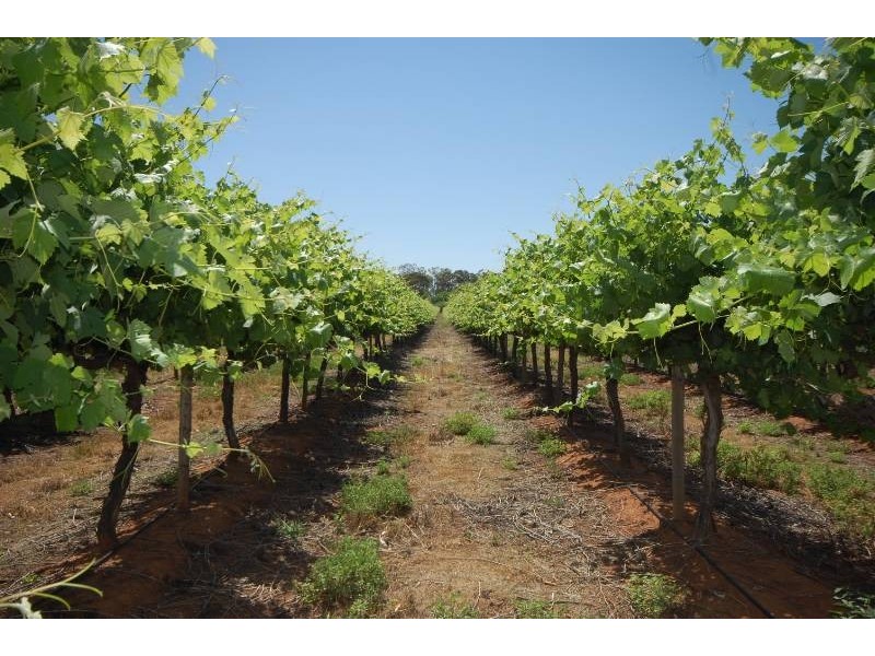 Farm 1773 Thompson Road, Stanbridge NSW 2705