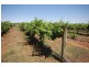 Farm 1773 Thompson Road, Stanbridge NSW 2705