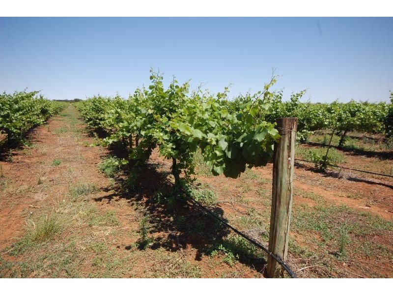 Farm 1773 Thompson Road, Stanbridge NSW 2705