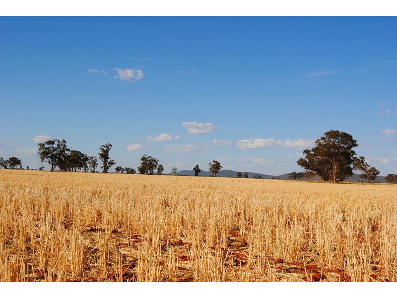 “The Plains” (Cruickshanks), Monia Gap NSW 2675