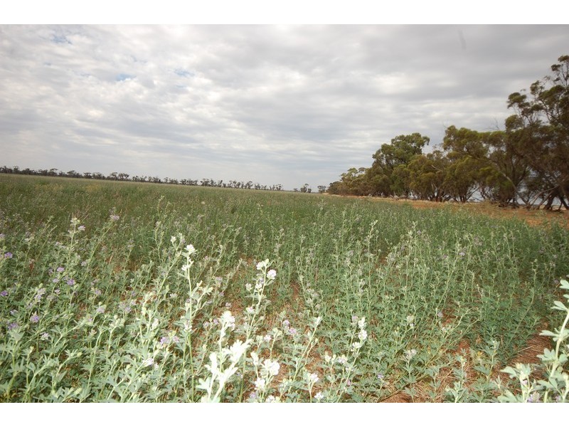 ‘Salisbury Downs’ Sandy Creek Rd, Moombooldool NSW 2665