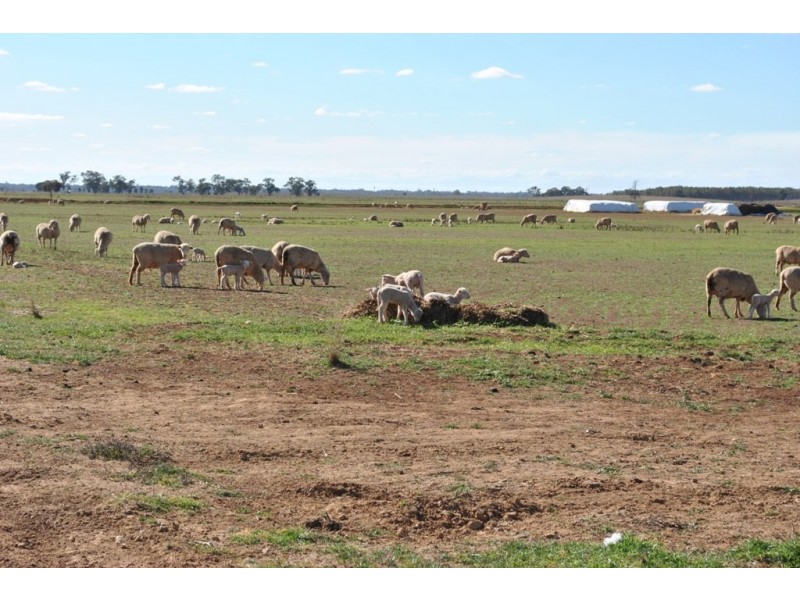 Part ‘Koonwarra’, Sturt Highway, Darlington Point NSW 2706