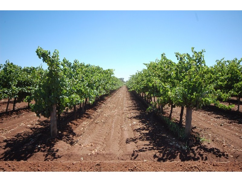 Farm 1919 Barracks Road, Yenda NSW 2681