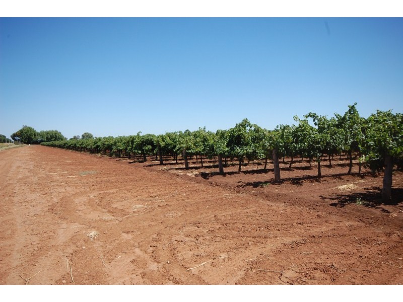 Farm 1919 Barracks Road, Yenda NSW 2681