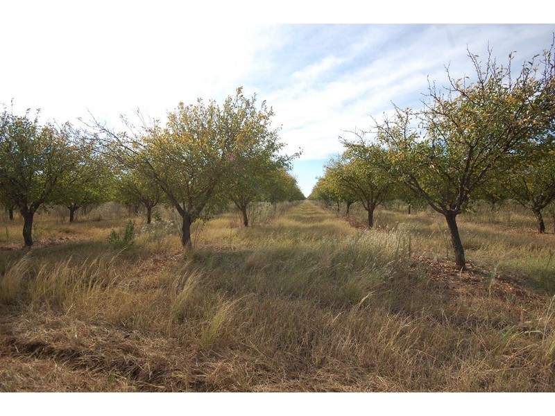 Farm 263 Bilbul/Gormans Rd, Bilbul NSW 2680