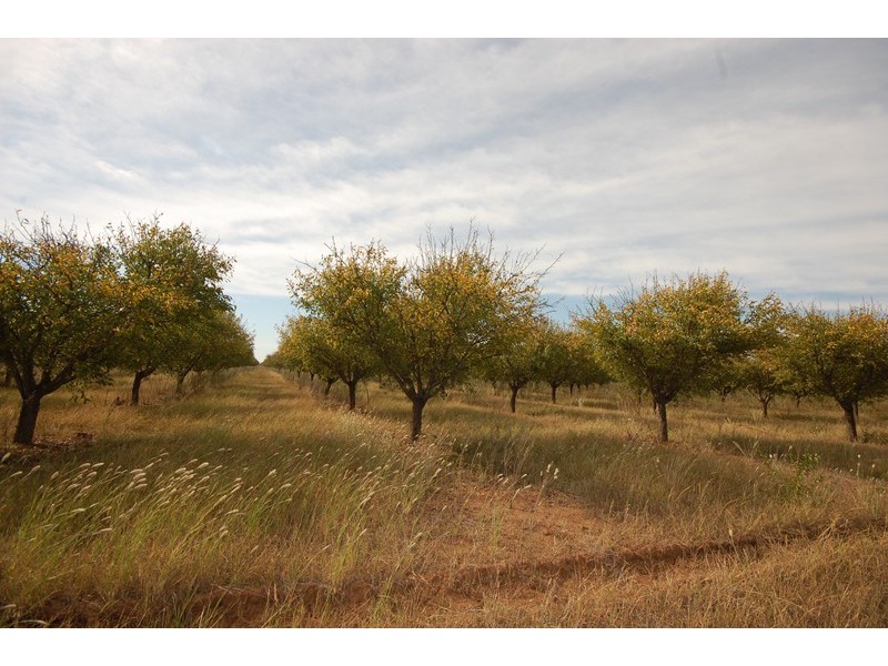 Farm 263 Bilbul/Gormans Rd, Bilbul NSW 2680