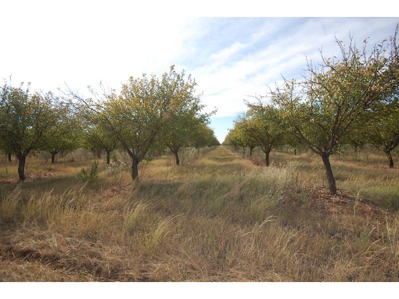 Farm 263 Bilbul/Gormans Rd, Bilbul NSW 2680