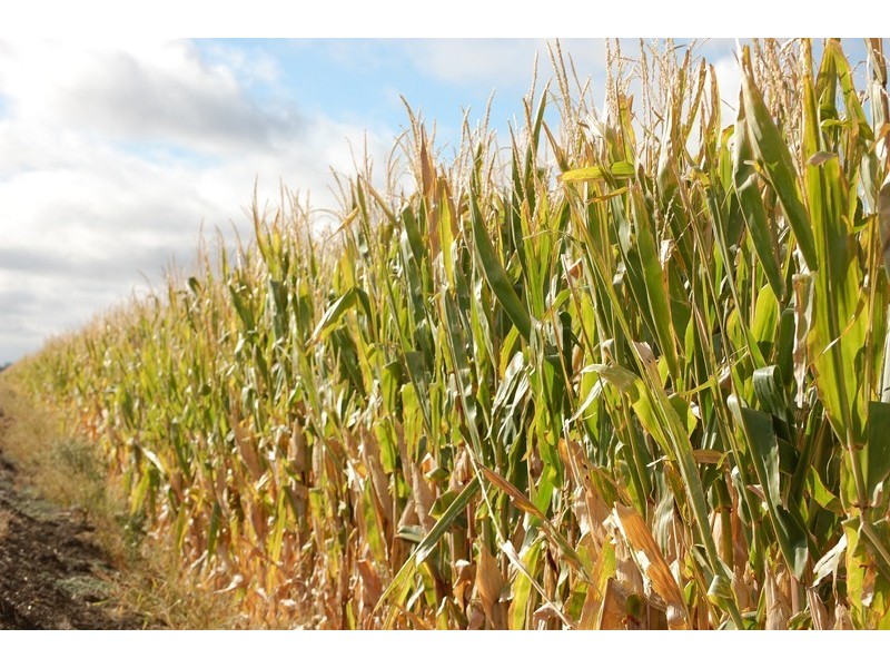 “KULAROO” Conargo Road, Jerilderie NSW 2716