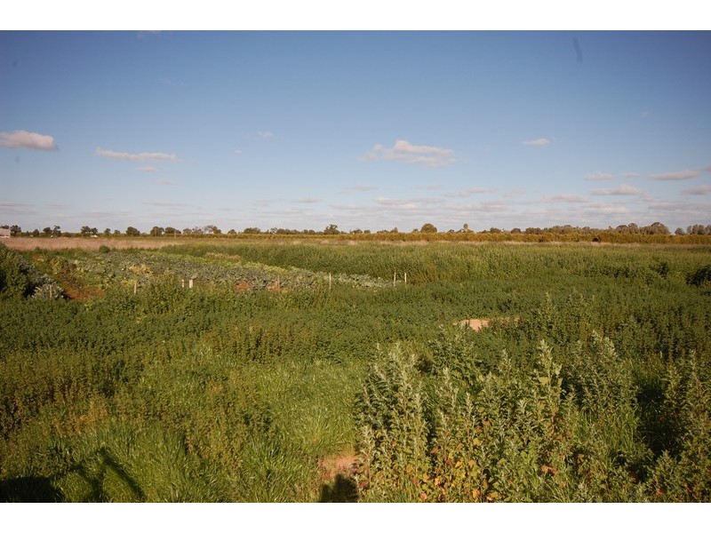 Farm 162 Crook Road, Hanwood NSW 2680