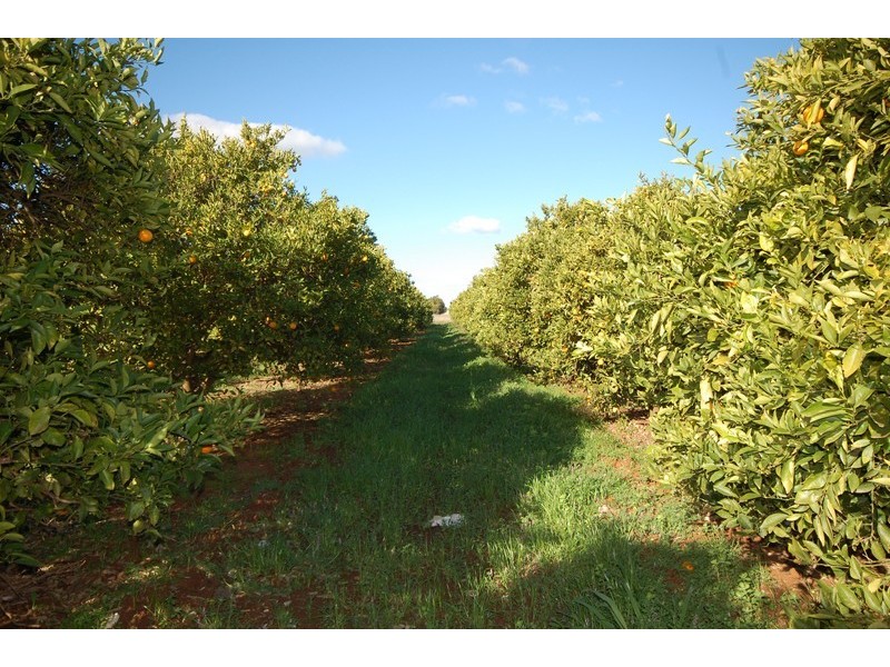 Farm 162 Crook Road, Hanwood NSW 2680