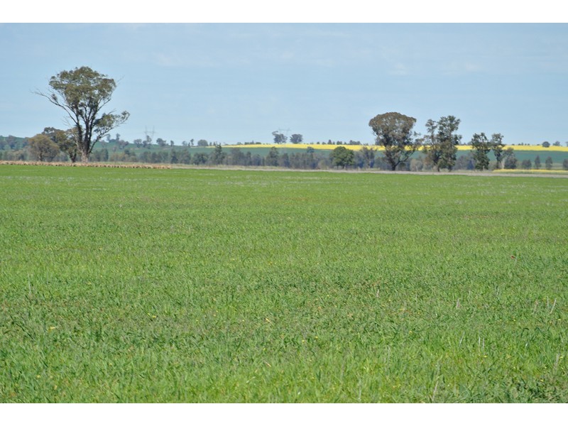 ‘LARAGH’ Strontian Road, Narrandera NSW 2700