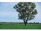 ‘LARAGH’ Strontian Road, Narrandera NSW 2700