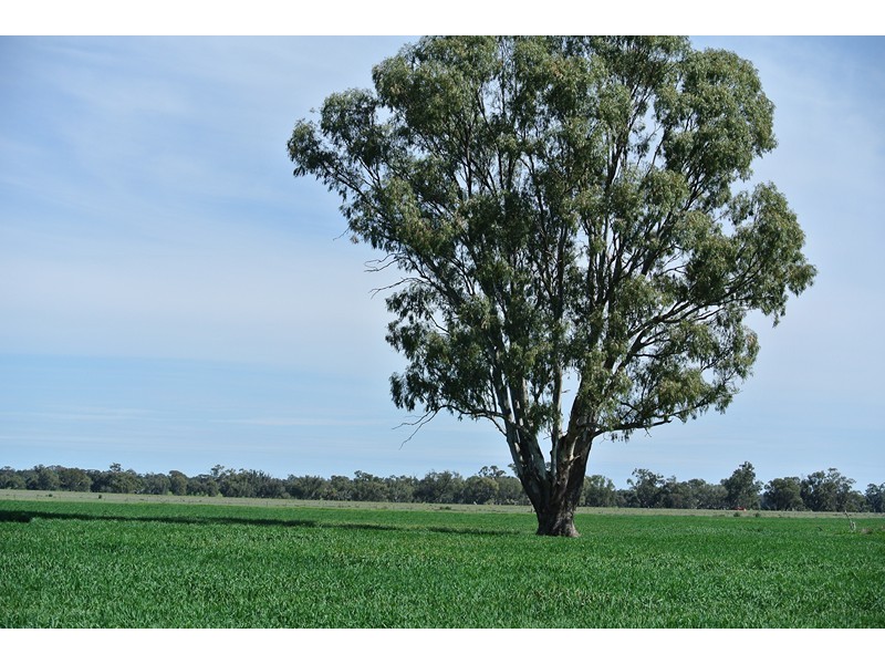 ‘LARAGH’ Strontian Road, Narrandera NSW 2700