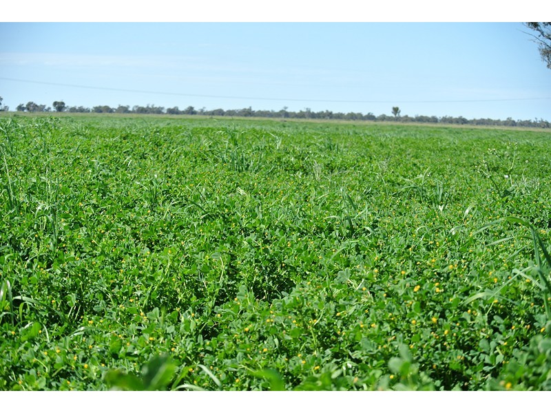 ‘LARAGH’ Strontian Road, Narrandera NSW 2700