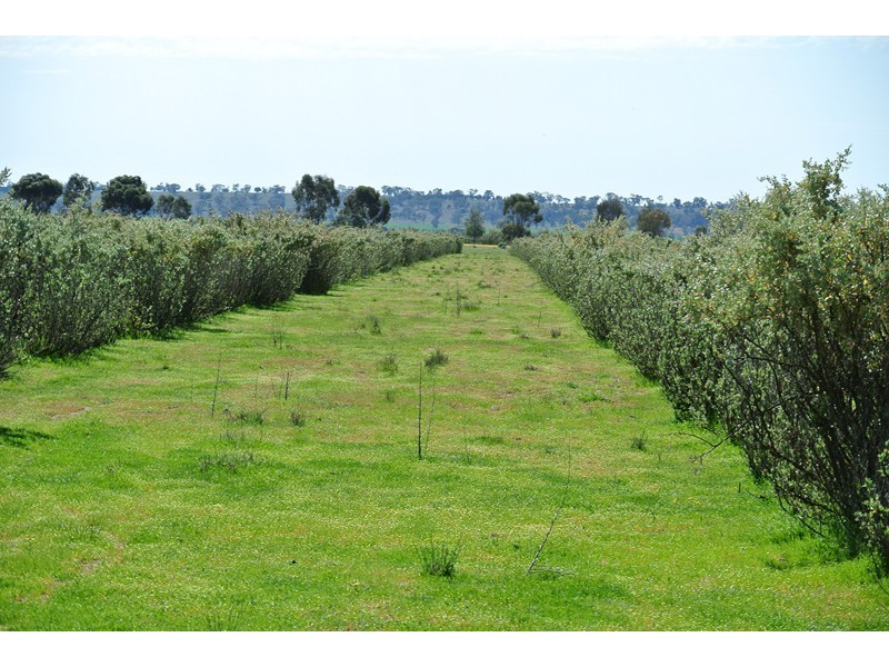 ‘LARAGH’ Strontian Road, Narrandera NSW 2700