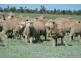 ‘LARAGH’ Strontian Road, Narrandera NSW 2700