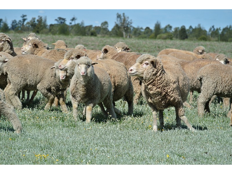 ‘LARAGH’ Strontian Road, Narrandera NSW 2700