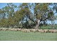 ‘LARAGH’ Strontian Road, Narrandera NSW 2700