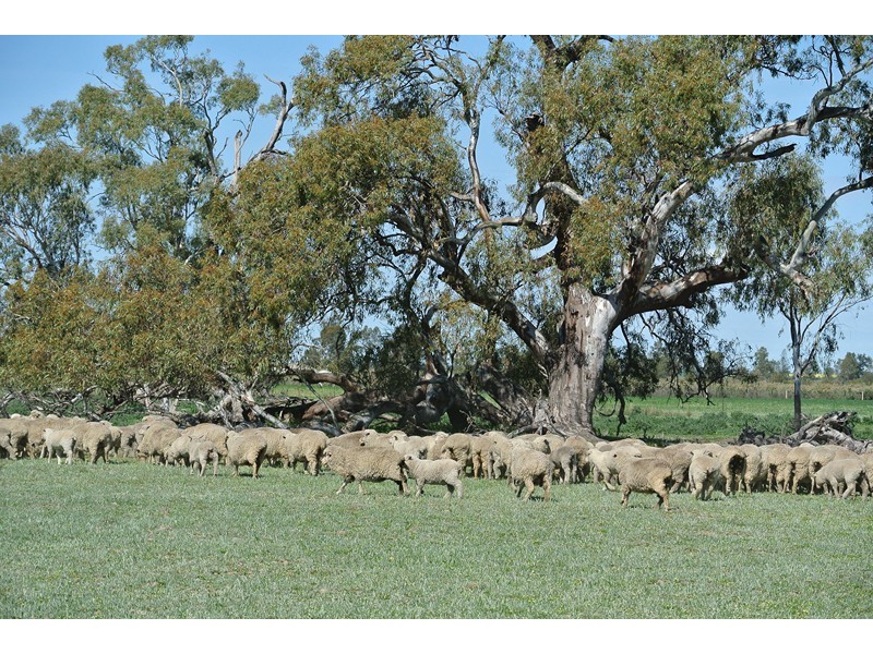 ‘LARAGH’ Strontian Road, Narrandera NSW 2700