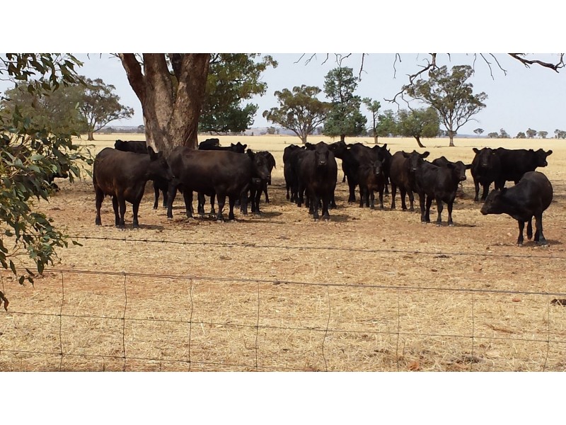 Part ‘MERRIBEE’, Binya NSW 2665