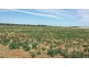 Part ‘MERRIBEE’, Binya NSW 2665