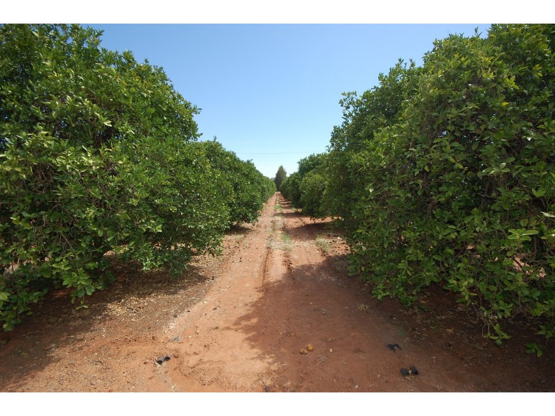 Part Farm 912 Kidman Way, Griffith NSW 2680