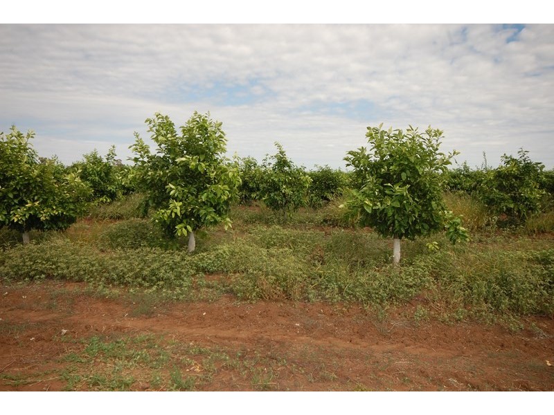 Farm 2687 Pellizer Road, Hanwood NSW 2680