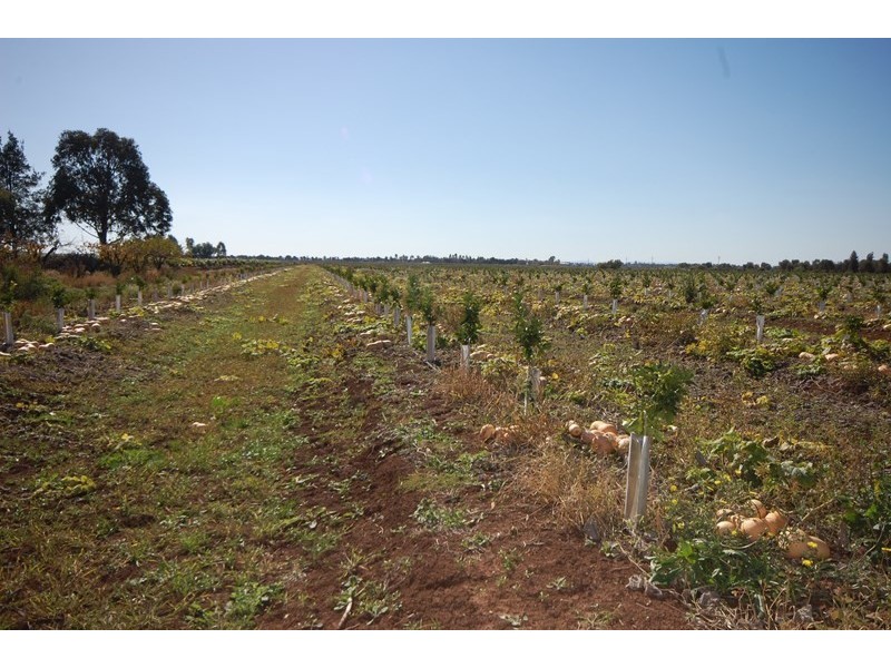 Farm 2687 Pellizer Road, Hanwood NSW 2680